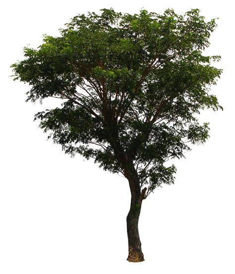 Tree png images, pictures, download free .